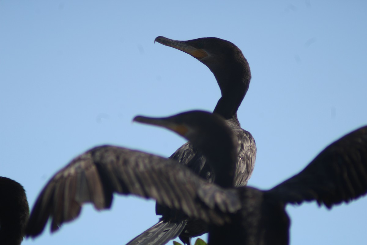 Neotropic Cormorant - ML646902023