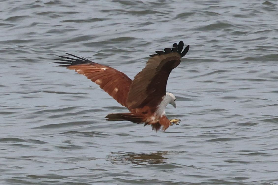 Шуліка королівський - ML646902024