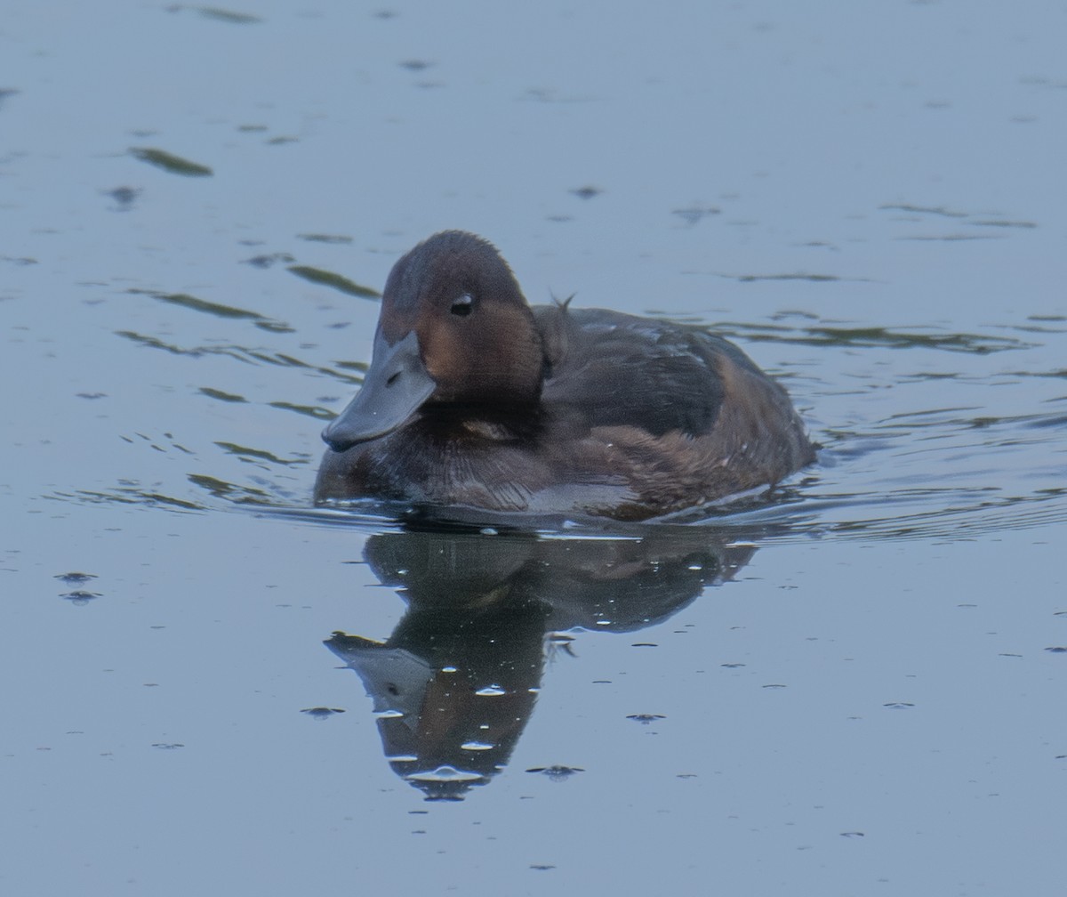 Murgilari arrea - ML646902025