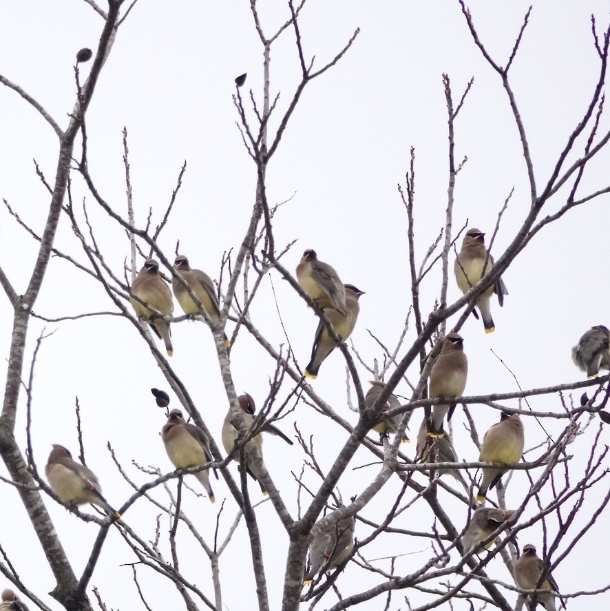 Омелюх американський - ML646902026