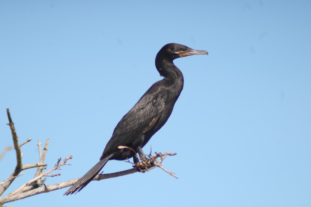 Neotropic Cormorant - ML646902027