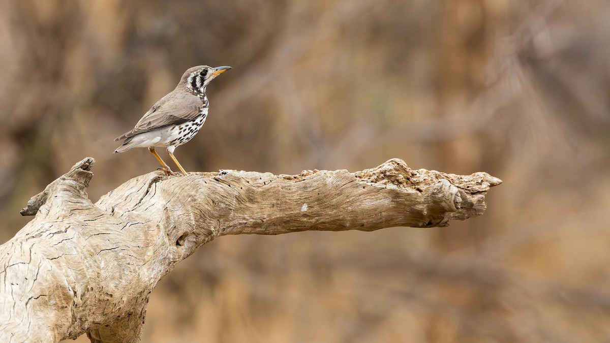 Дрізд-землекоп - ML646902028