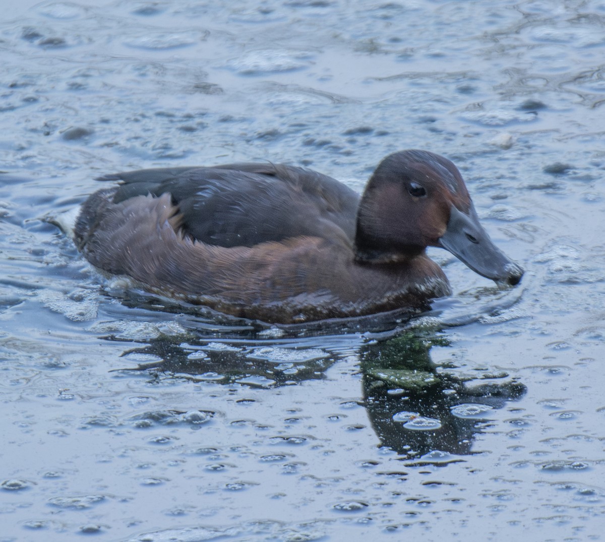 Murgilari arrea - ML646902029