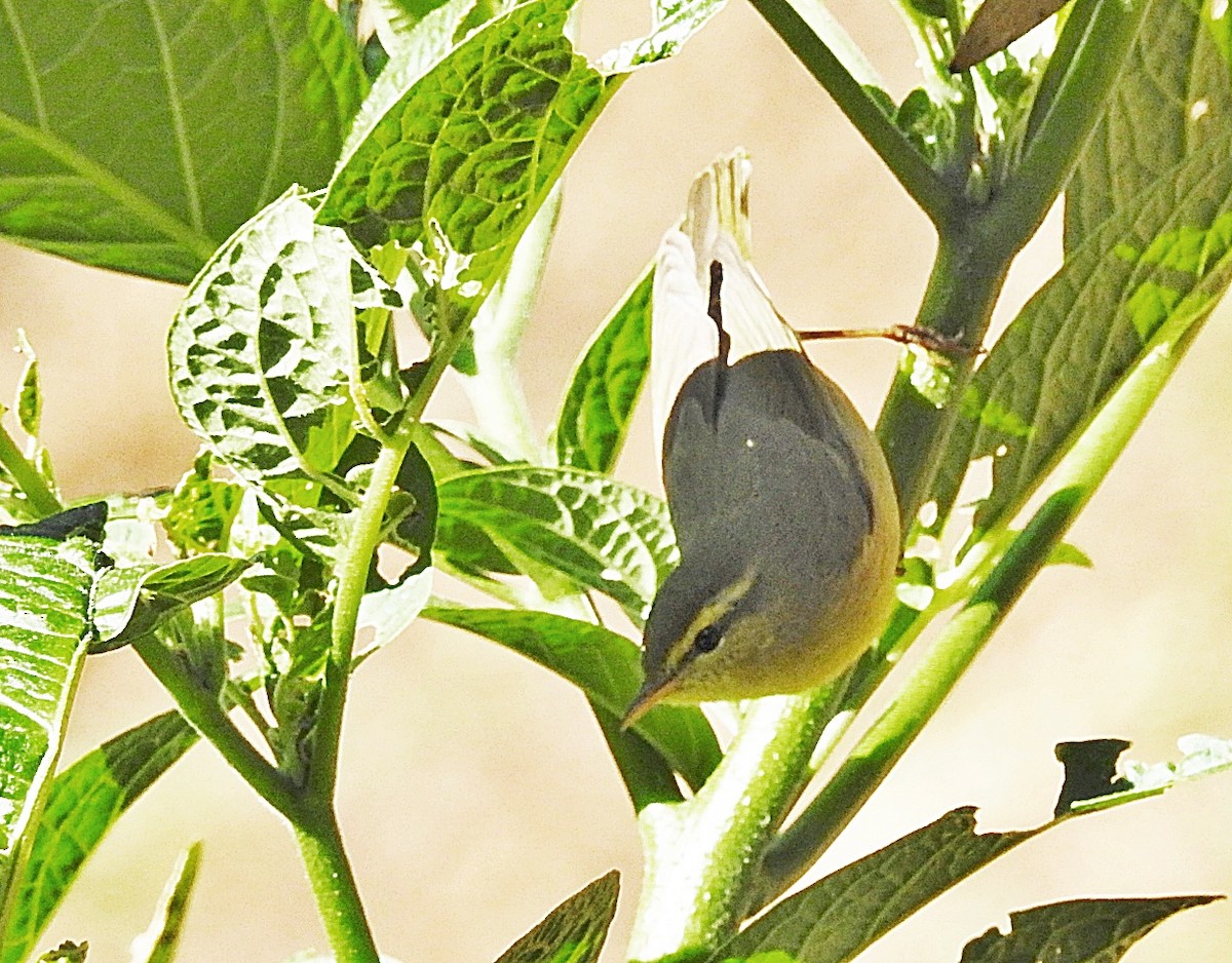 Tickell Çıvgını - ML646902032