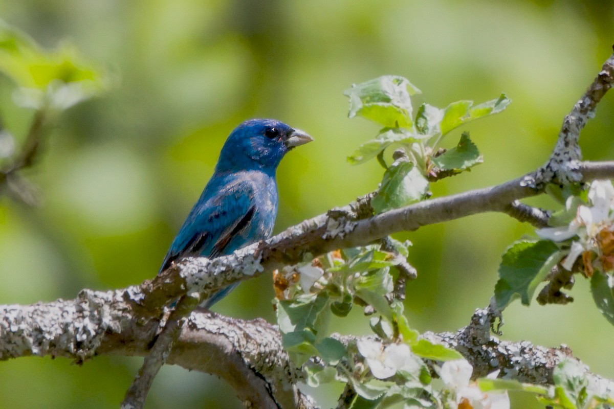 Indigofink - ML646902034