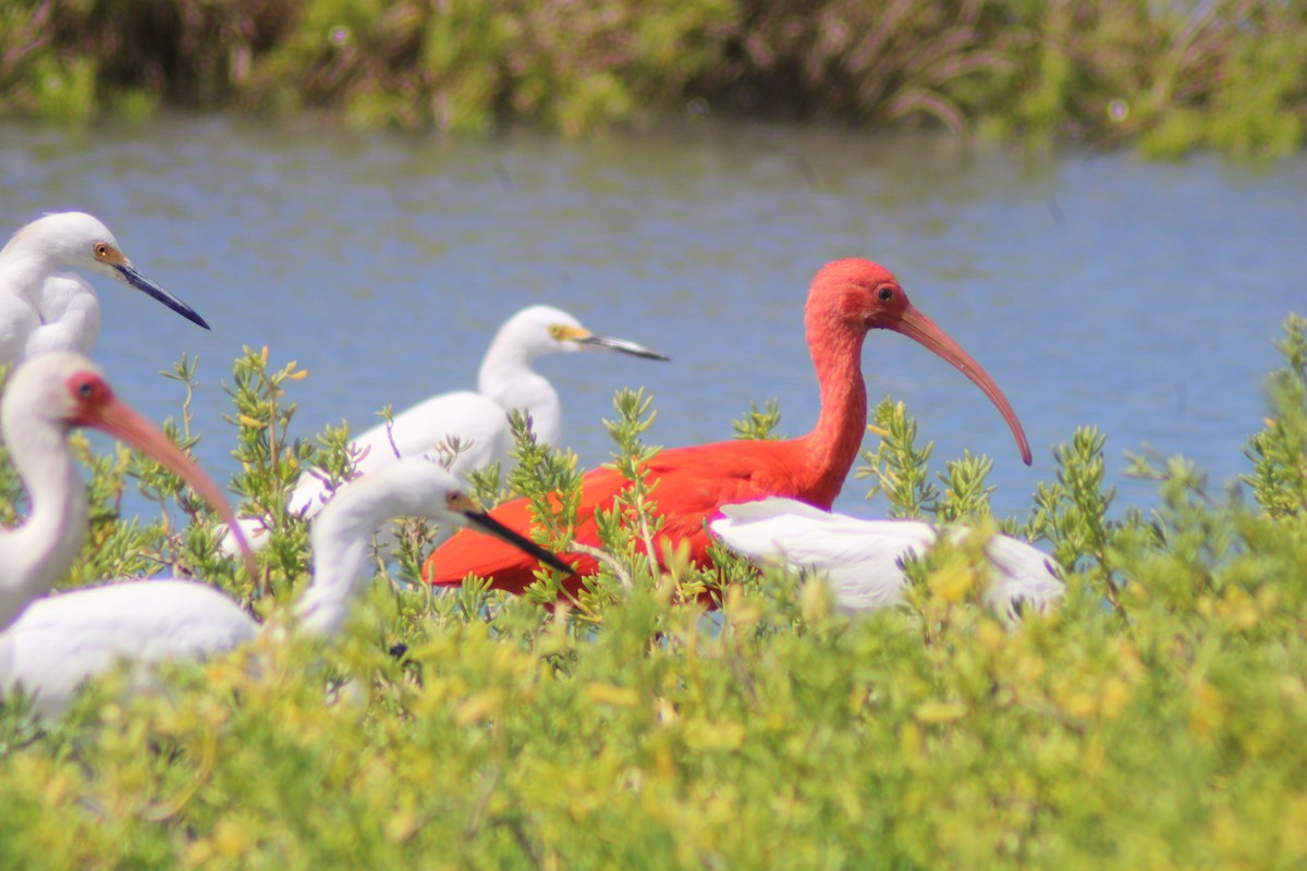 Ibis scarlatto - ML646902035