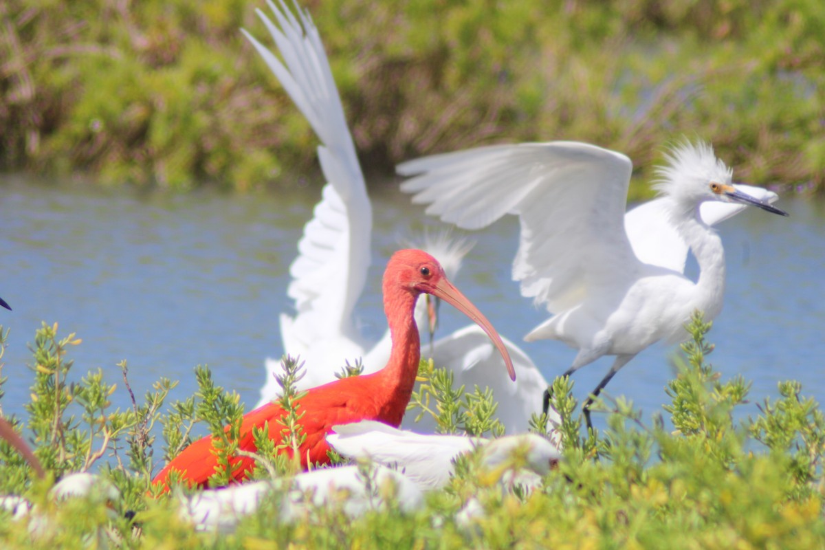 Ibis scarlatto - ML646902036