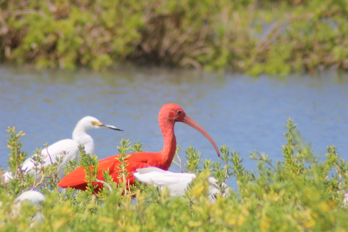 Ibis scarlatto - ML646902037