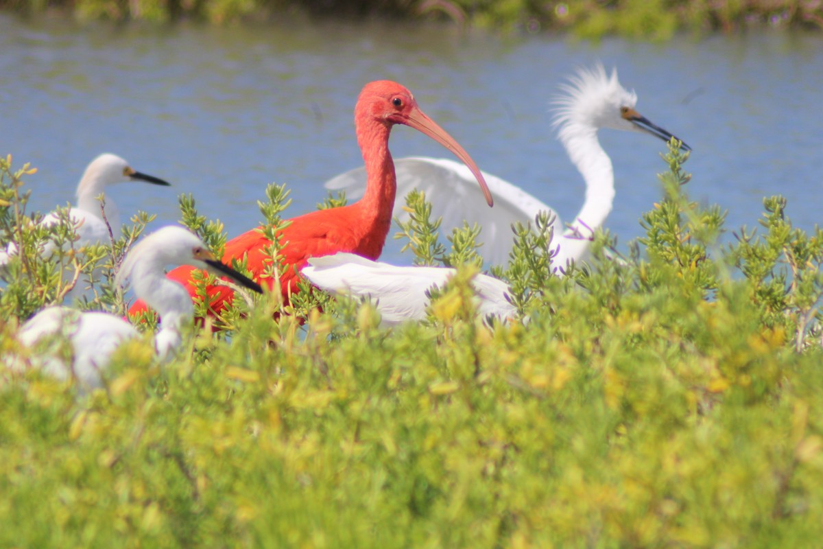 Ibis scarlatto - ML646902038