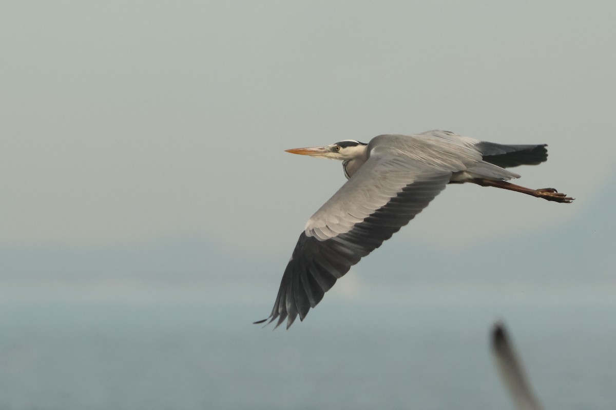 Gri Balıkçıl - ML646902039