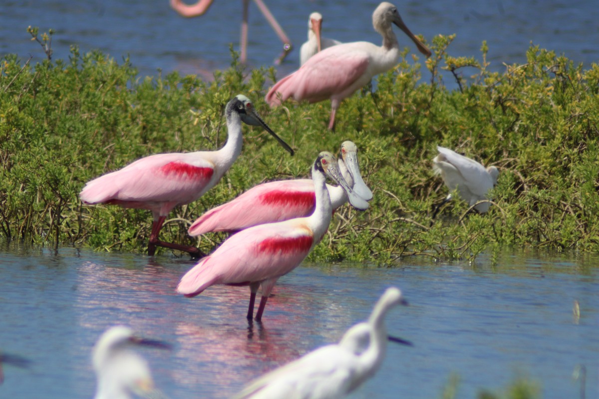 Roseate Spoonbill - ML646902054