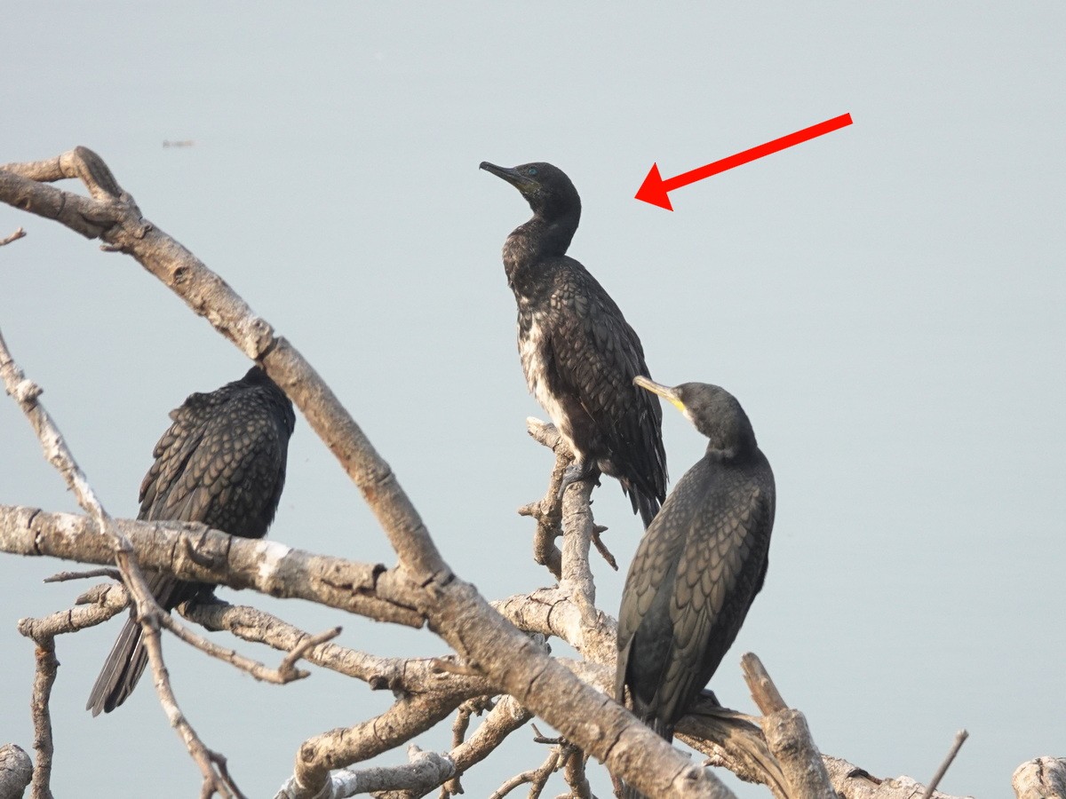 Индийский баклан - ML646902057