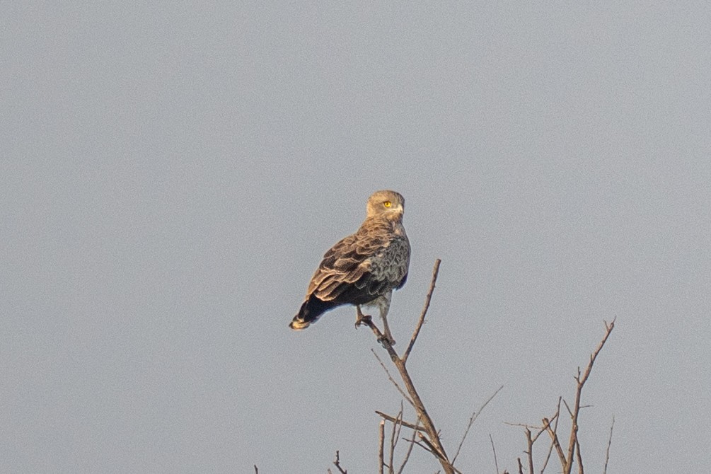 Змееяд - ML646902058