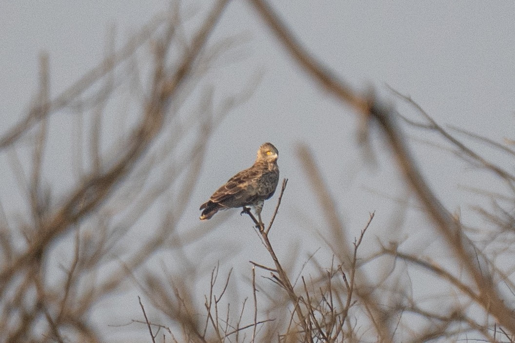 Змееяд - ML646902059