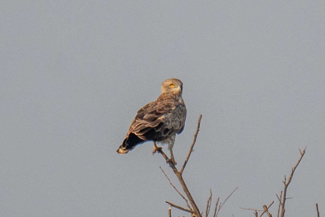 Змееяд - ML646902060