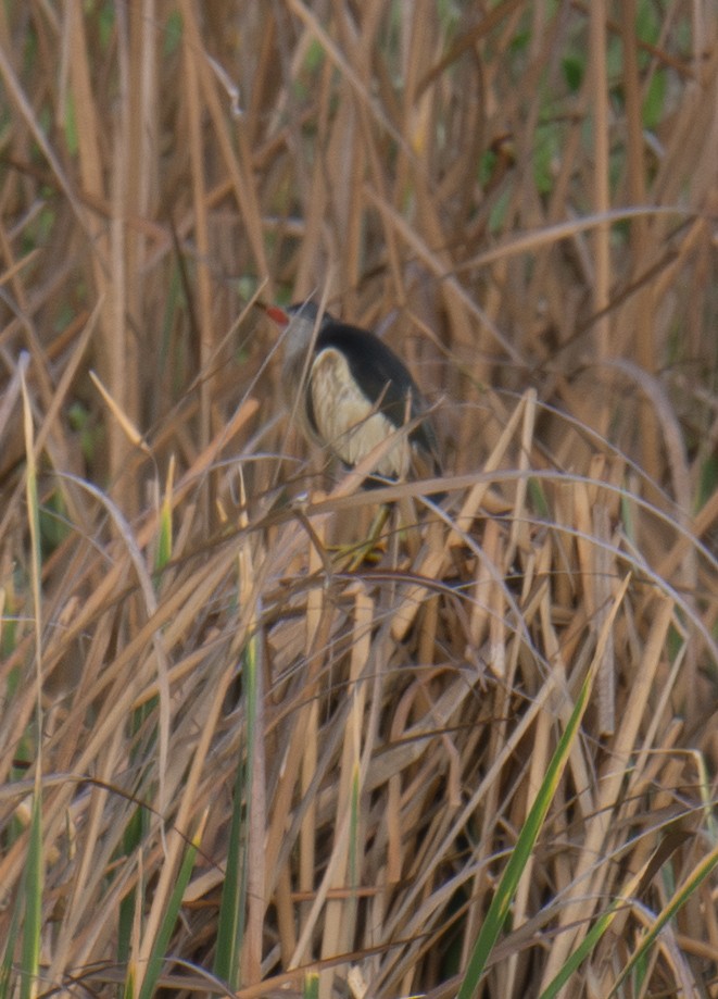 Amiltxori txiki eurasiarra - ML646902063