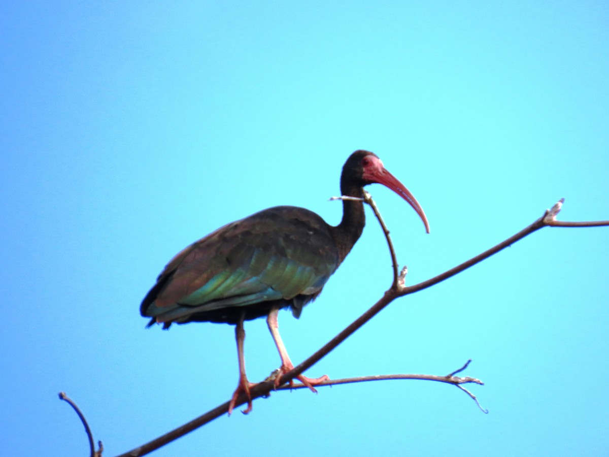Ibis Afeitado - ML646902070