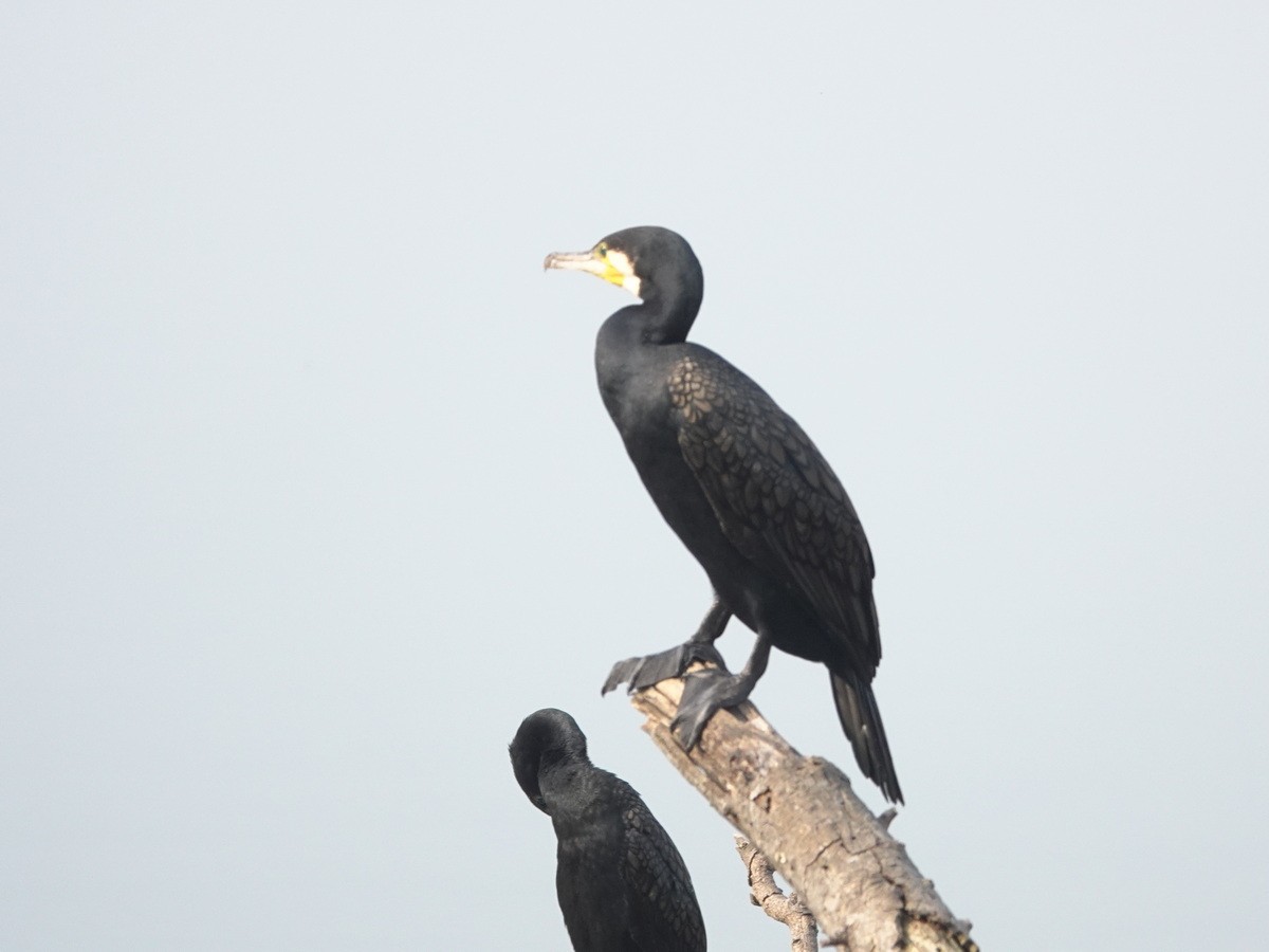 Great Cormorant - ML646902071