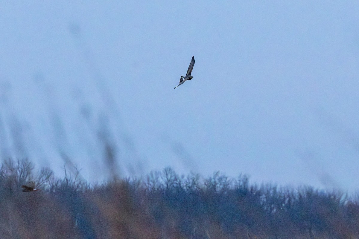 Northern Harrier - ML646902073