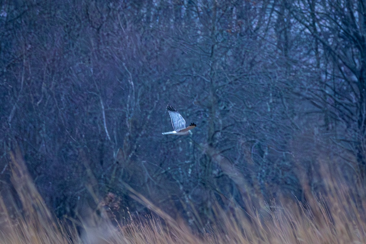 Northern Harrier - ML646902074