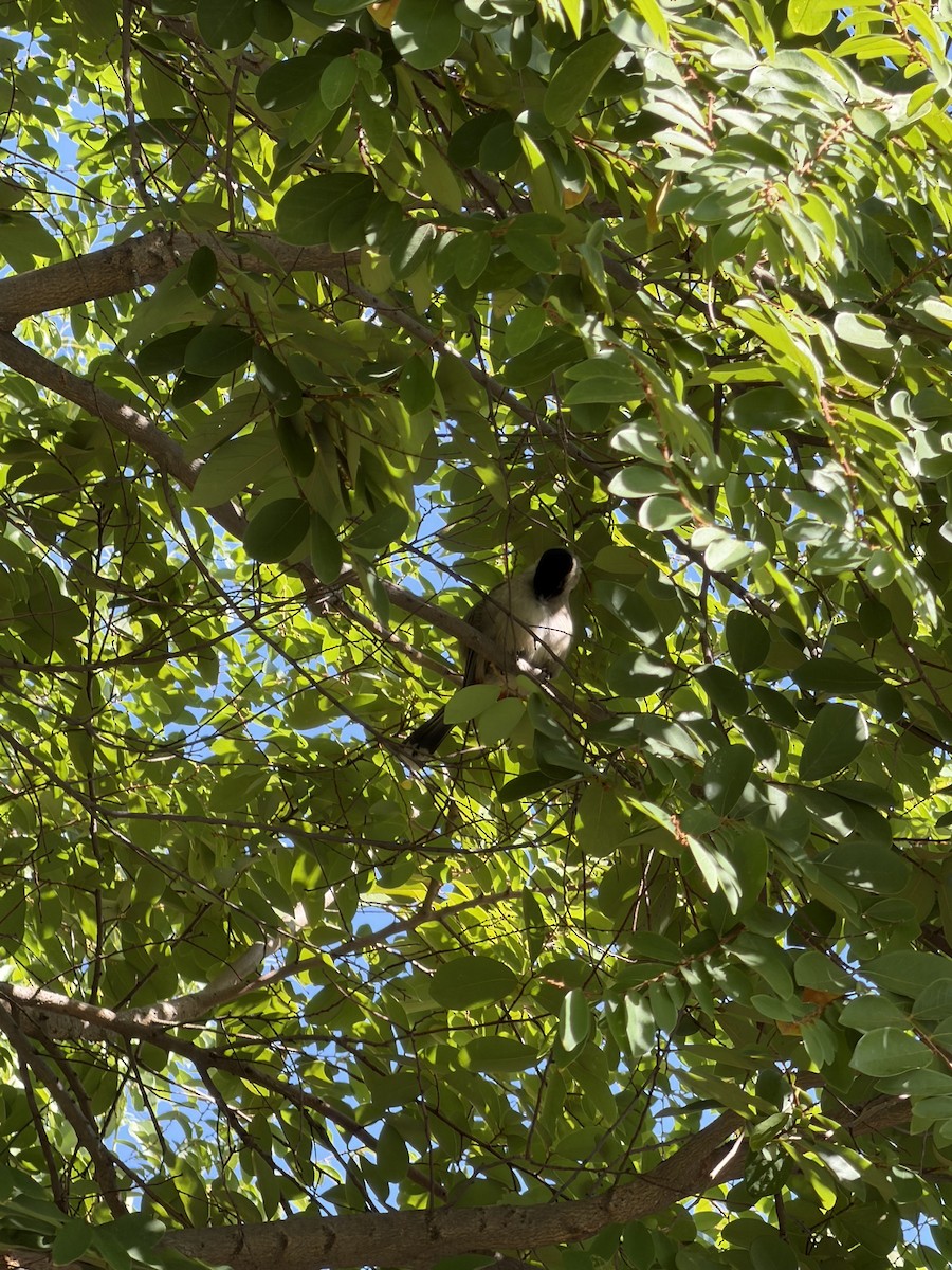 Bulbul urre-ipurdia - ML646902075