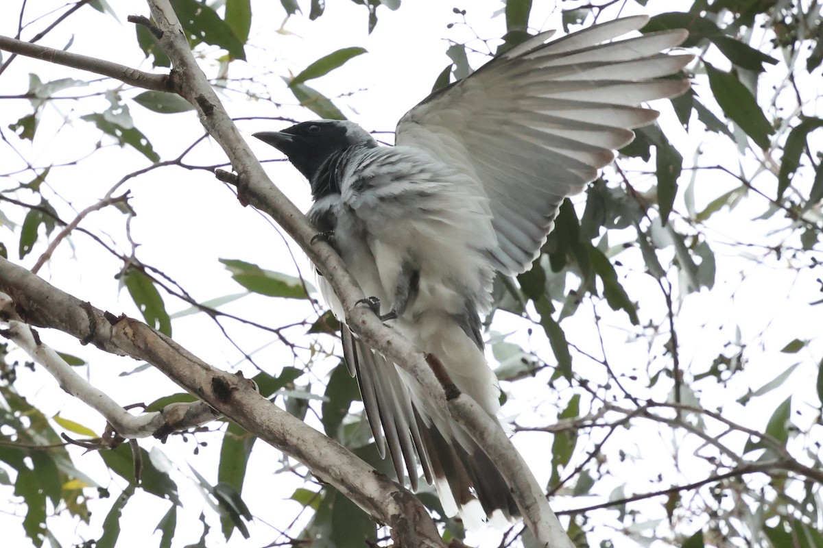 Black-faced Cuckooshrike - ML646902078
