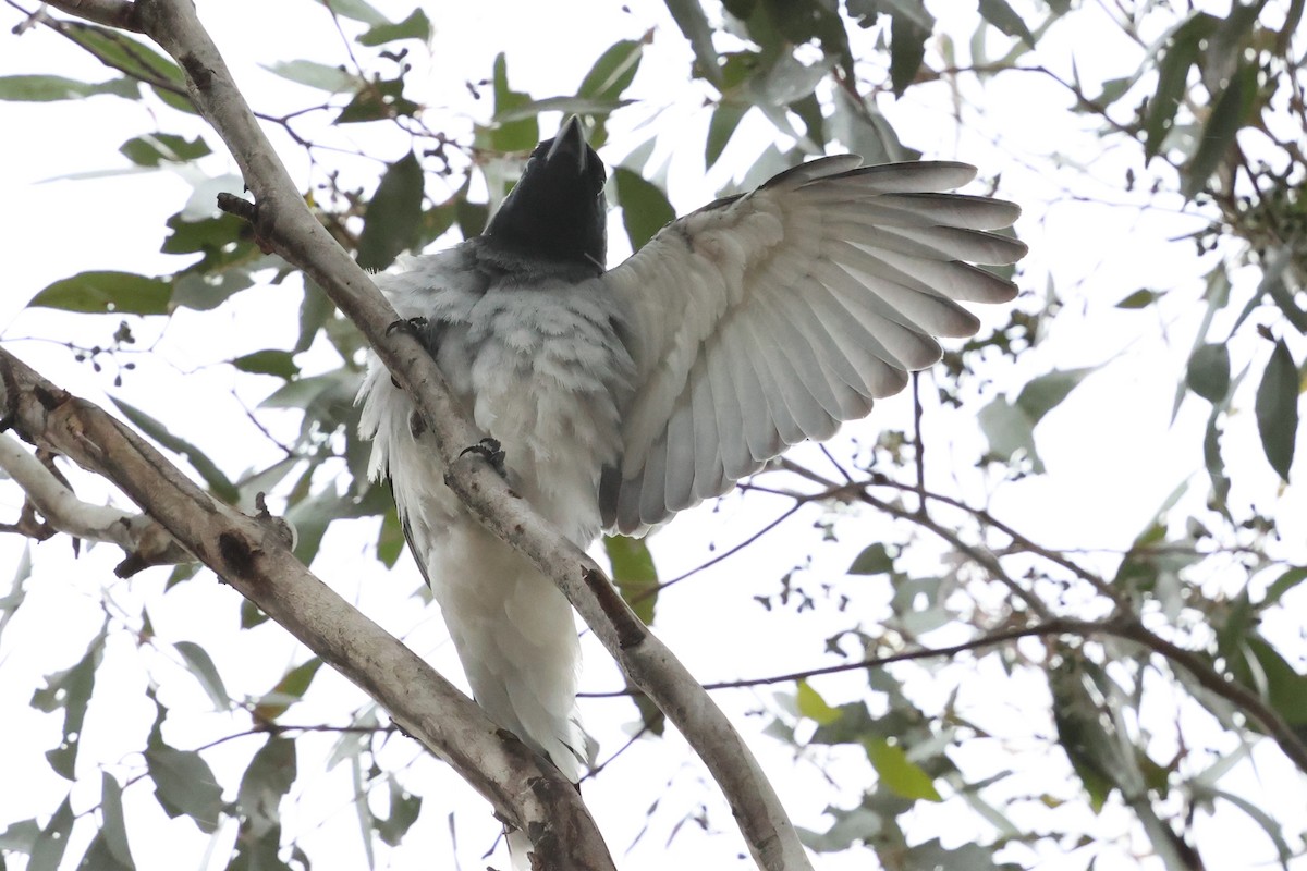 Black-faced Cuckooshrike - ML646902079