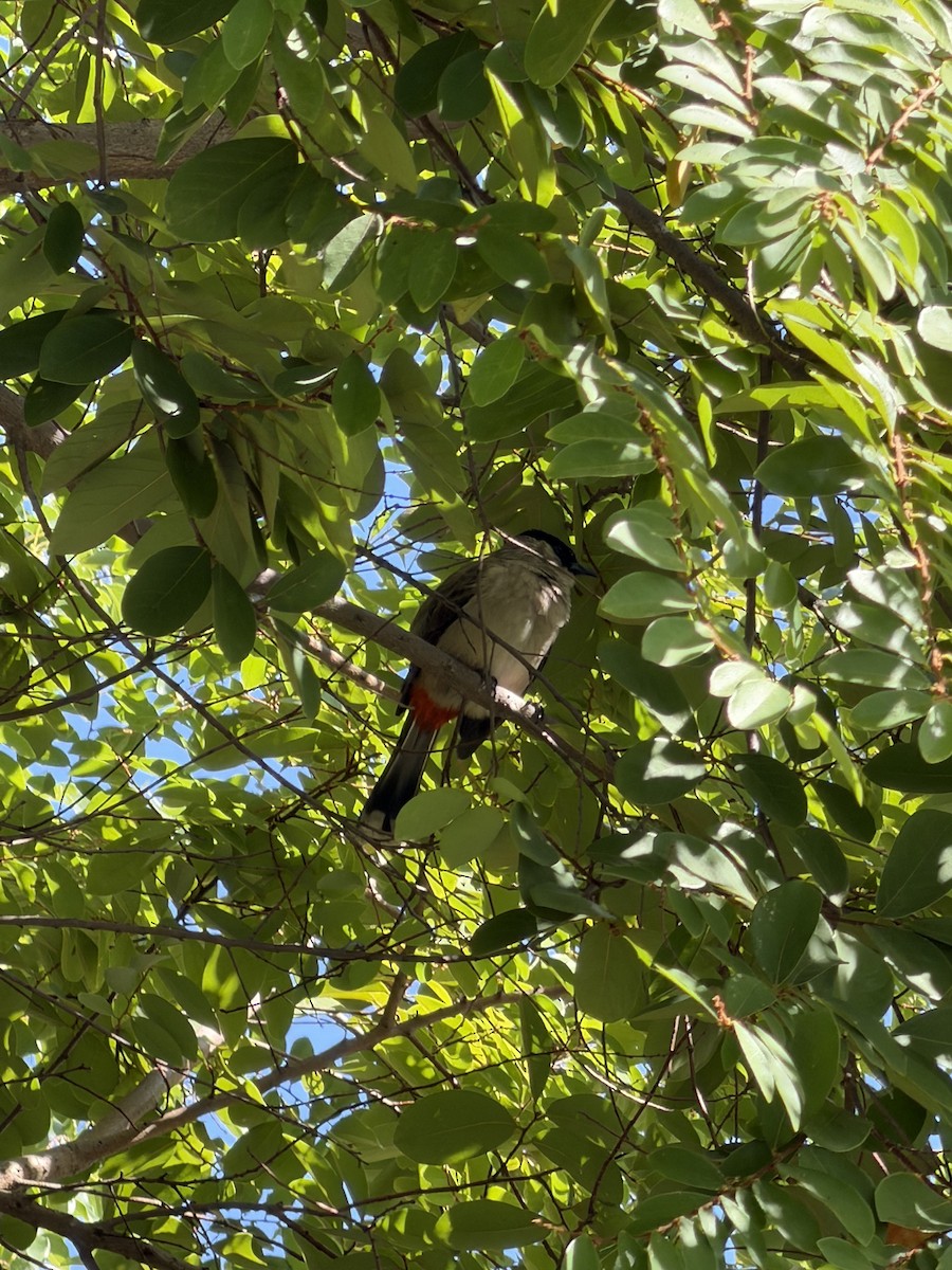 Bulbul urre-ipurdia - ML646902080