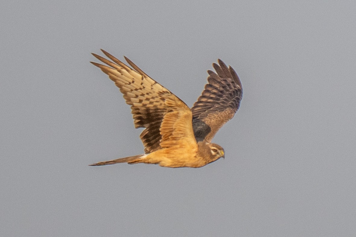 Луговой лунь - ML646902081