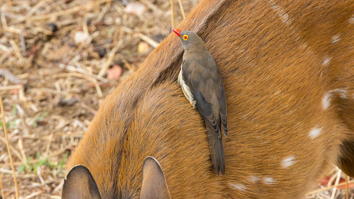 Ґедзеїд червонодзьобий - ML646902082