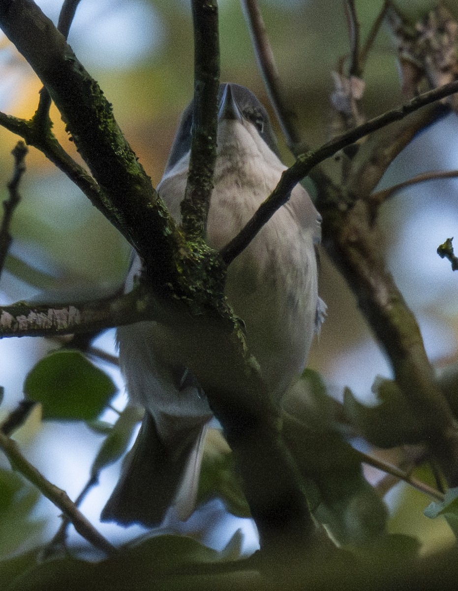 Mendebaldeko zozo-txinboa - ML646902084