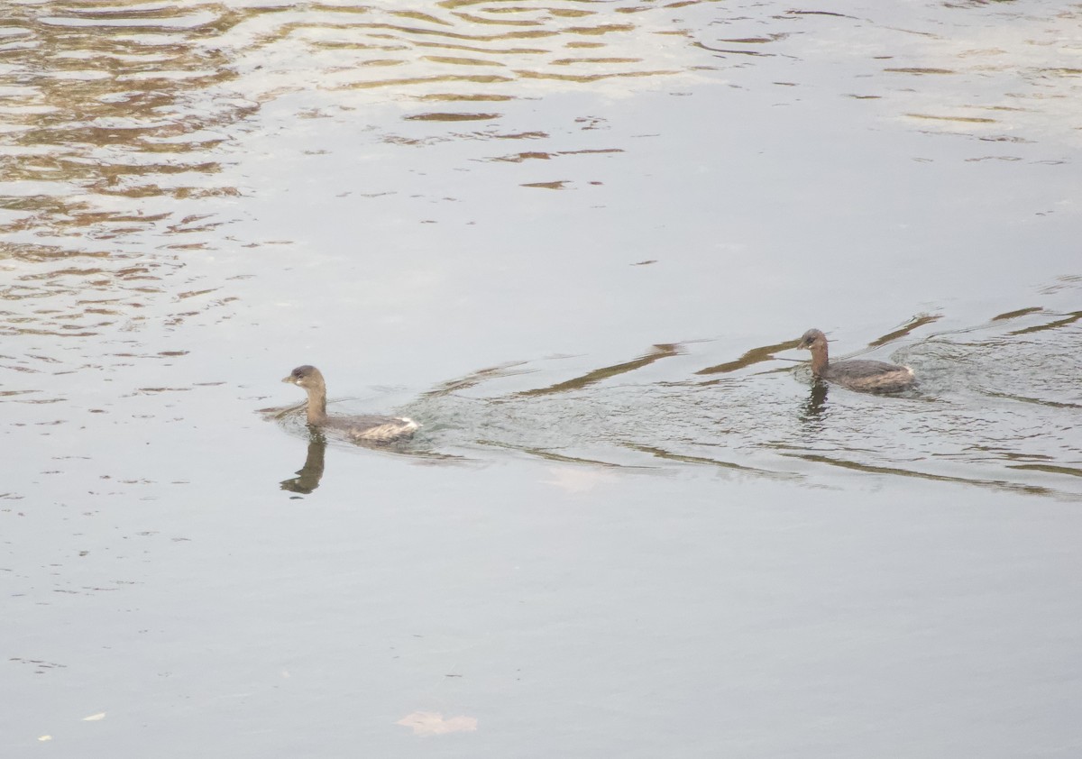 Пірникоза рябодзьоба - ML646902088