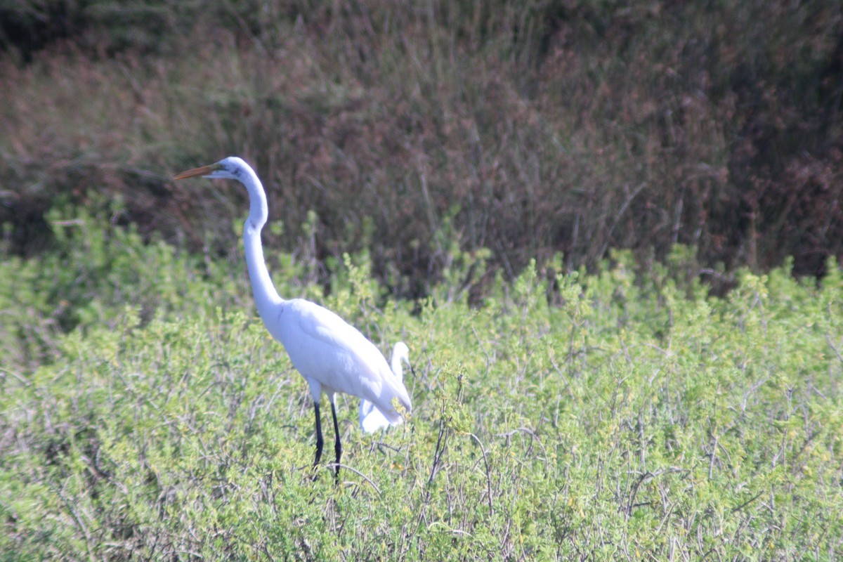 Цасч дэглий - ML646902089