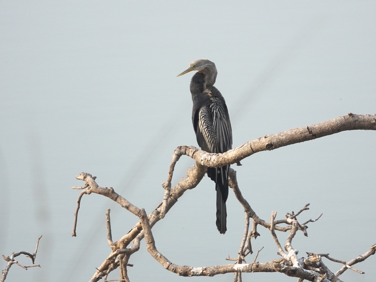 Oriental Darter - ML646902090