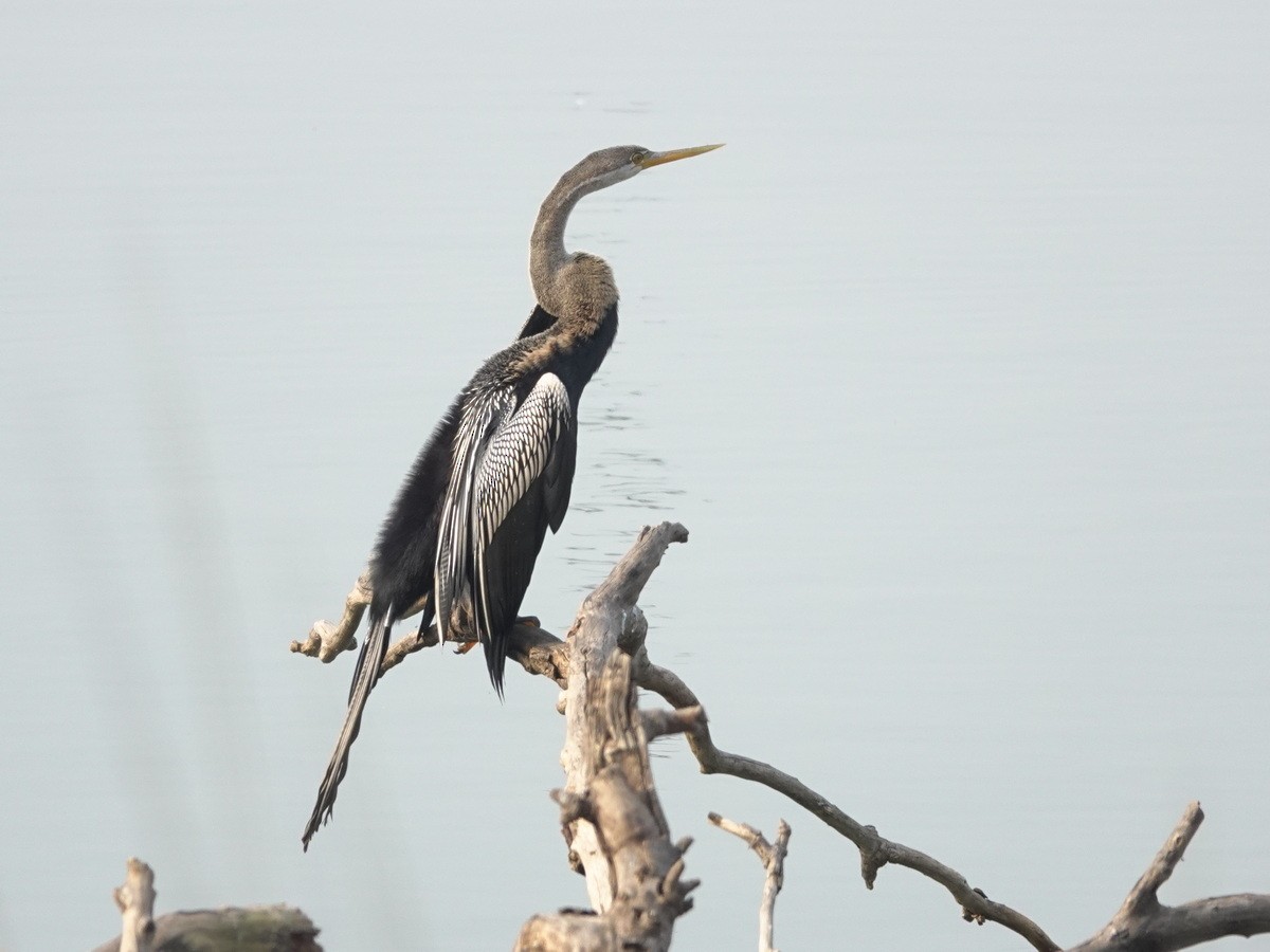 Oriental Darter - ML646902091