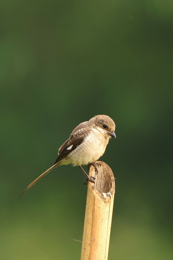 Northern Fiscal - ML646902094