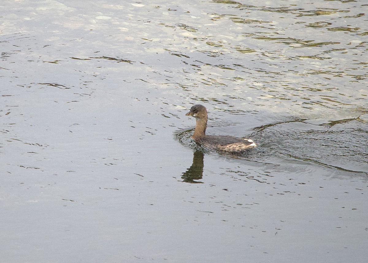 Pied-billed Grebe - ML646902095