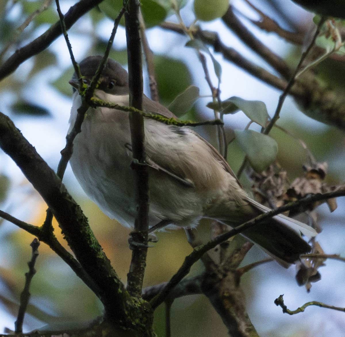 Mendebaldeko zozo-txinboa - ML646902096