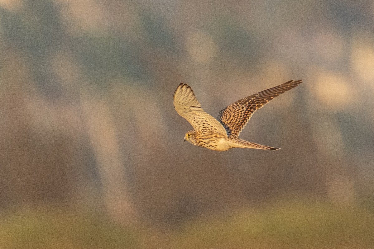 Пустельга - ML646902097