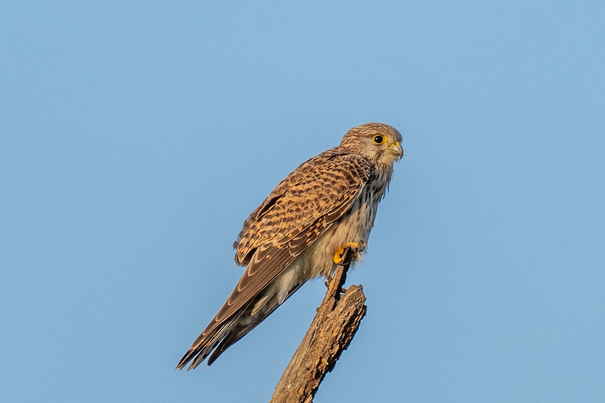 Пустельга - ML646902098