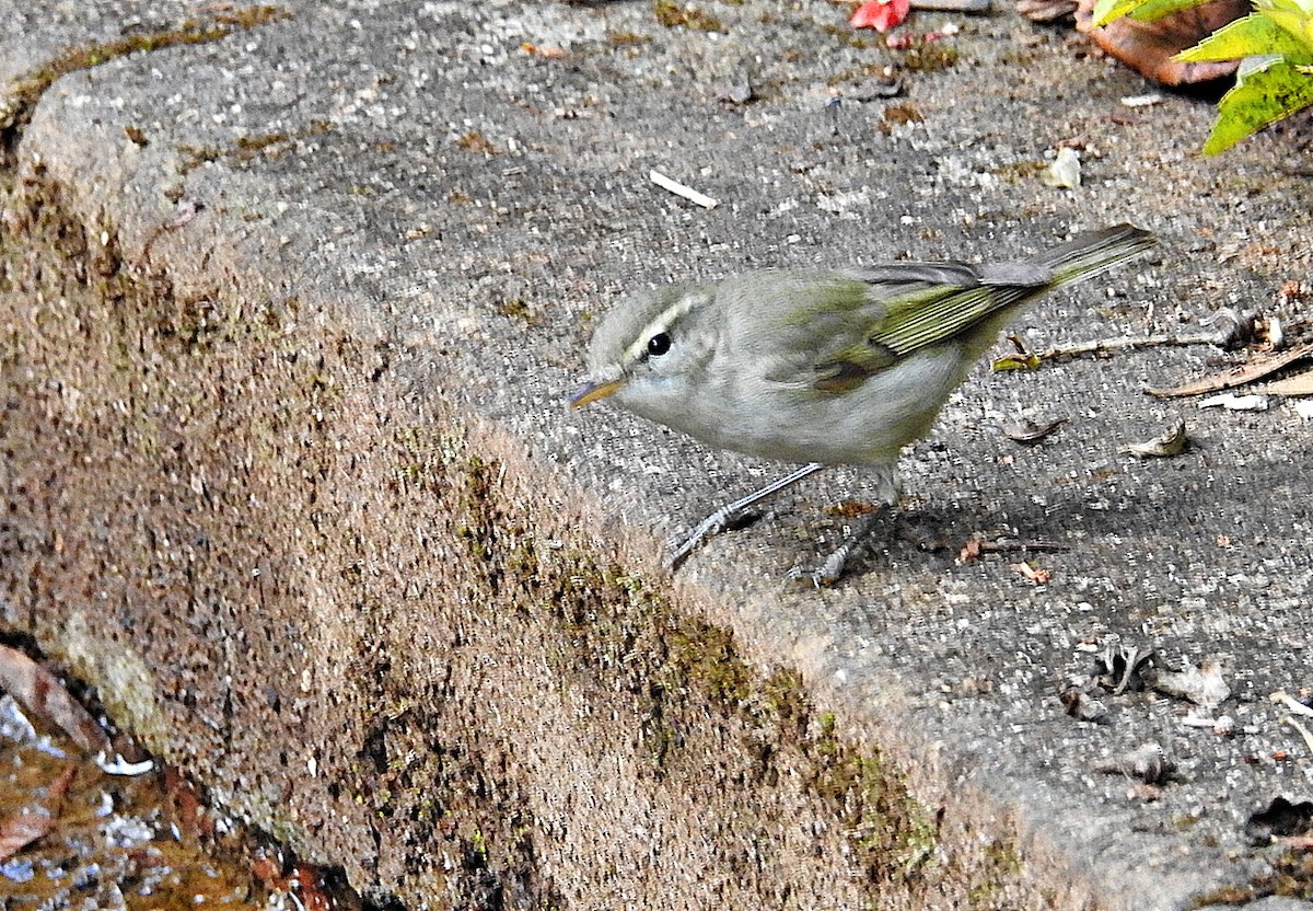 Вівчарик жовточеревий - ML646902099