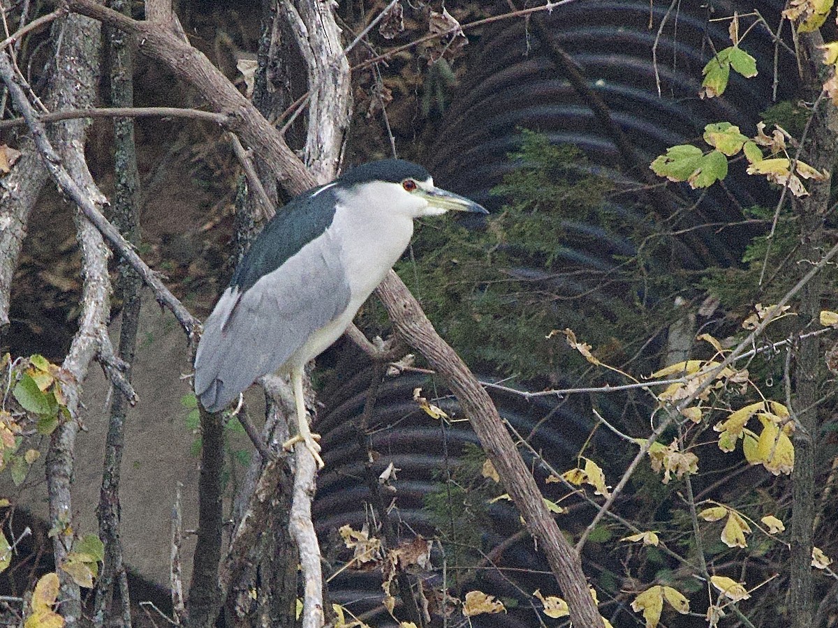 夜鷺 - ML646902100