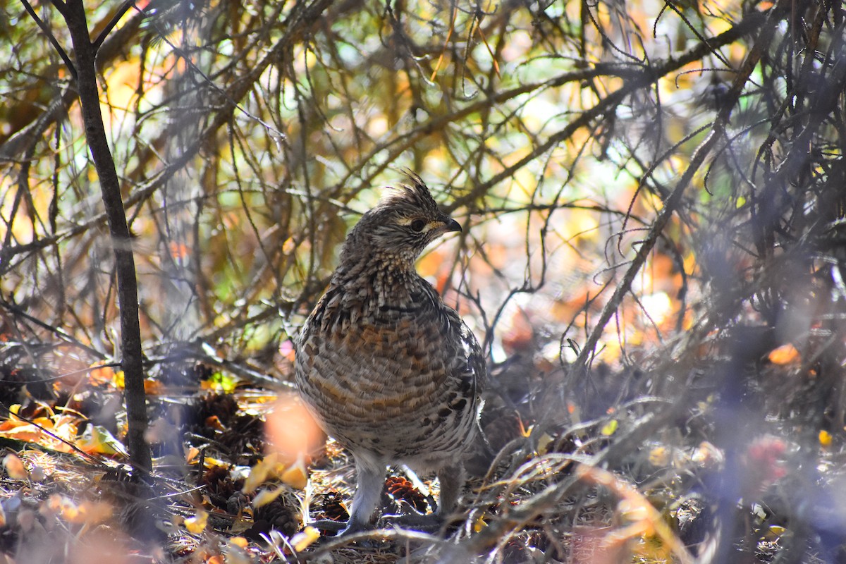 Ruffed Grouse - ML646902101