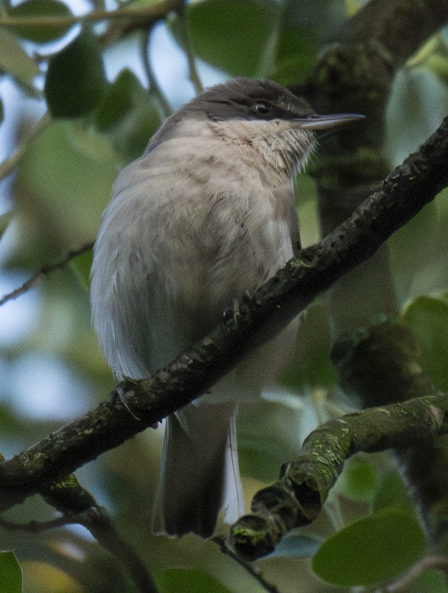 Mendebaldeko zozo-txinboa - ML646902103