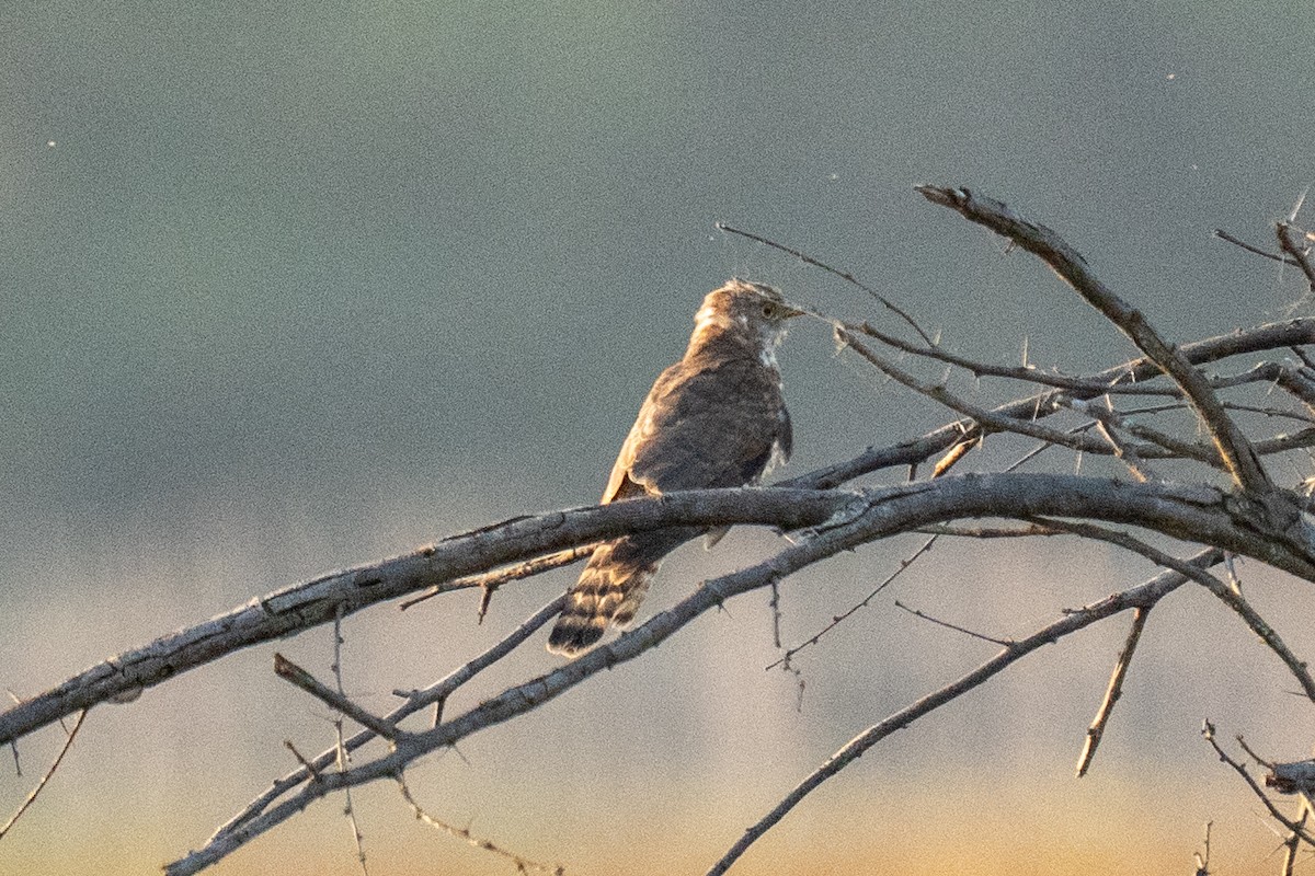 Изменчивая кукушка - ML646902104