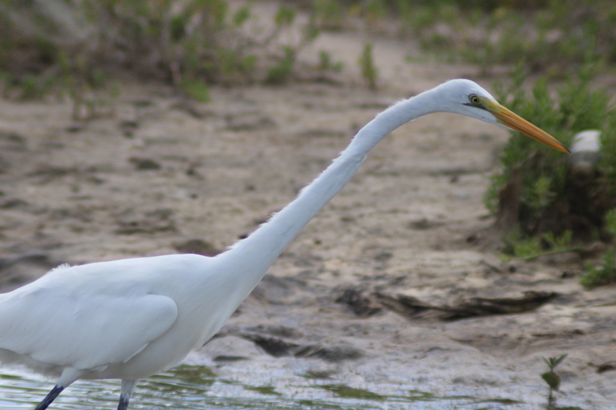 Цасч дэглий - ML646902114