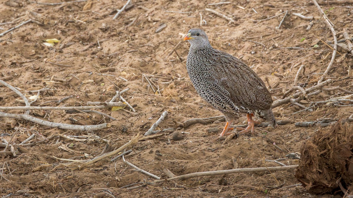 Турач натальський - ML646902115