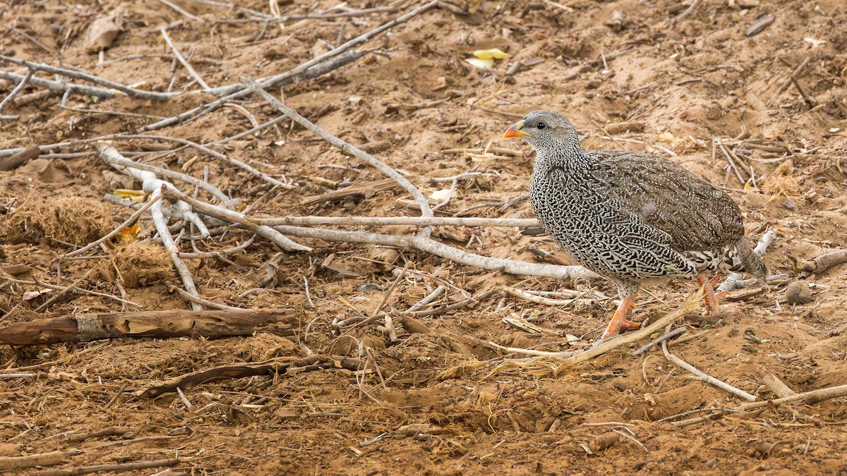 Турач натальський - ML646902117