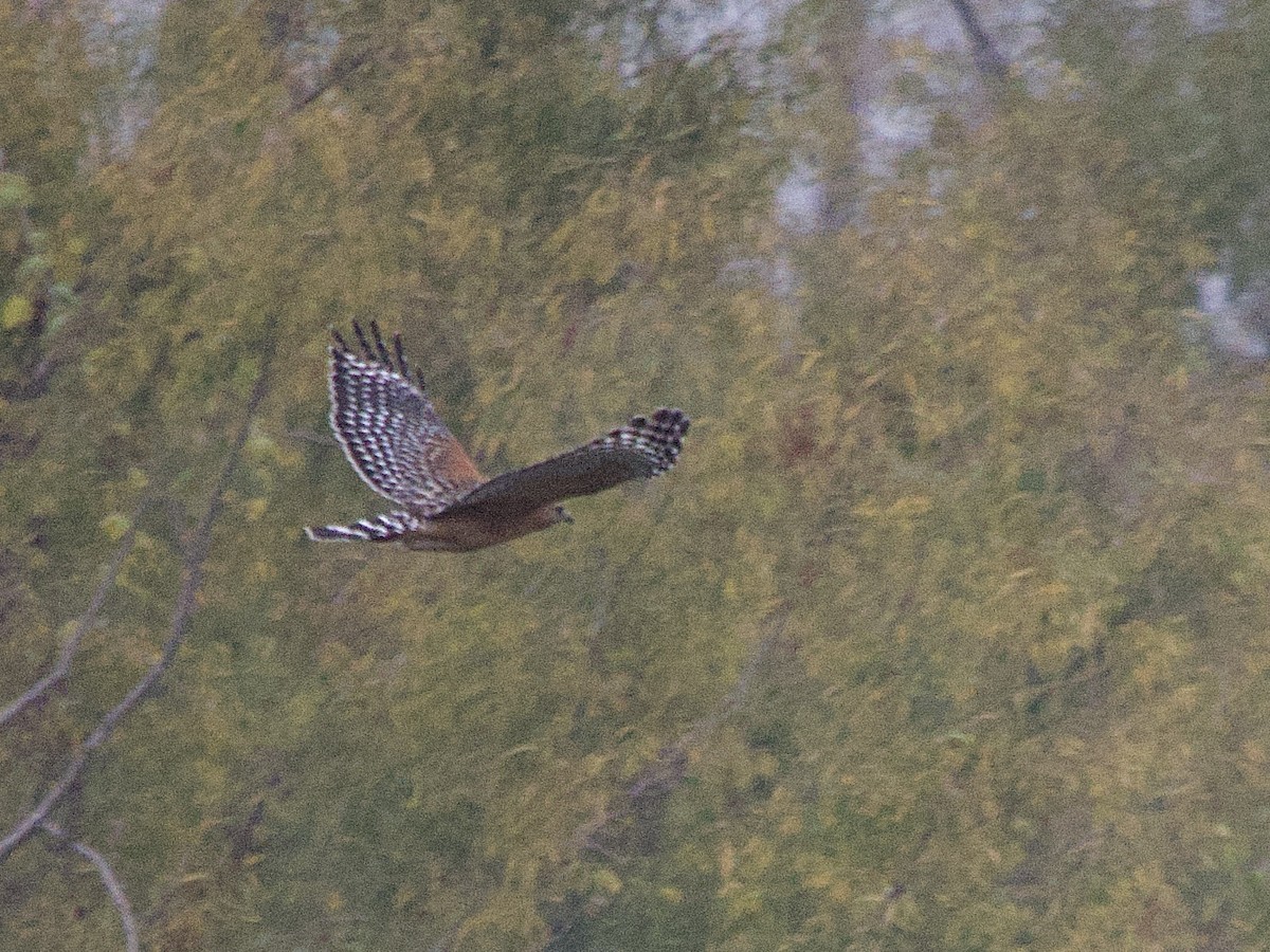 Red-shouldered Hawk - ML646902119