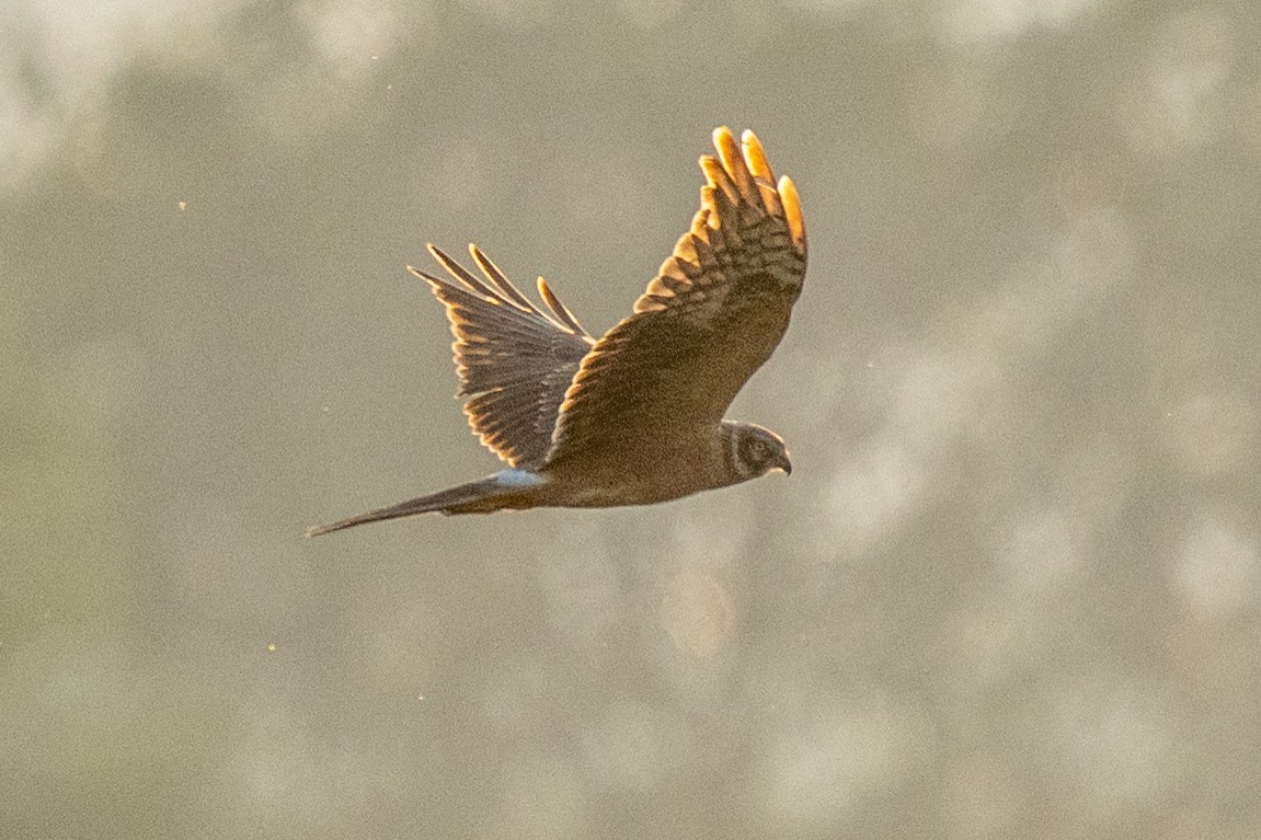 Степной лунь - ML646902123